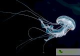Какво да правим при опарване от медуза