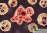 Едноклетъчно зомби – амеба, изяждаща мозъка може да стигне до България