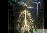 Възможно ли е възстановяването нa периферната нервна система