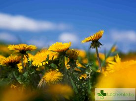 билки за пречистване на кръвта