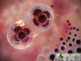 Същност на некрозата