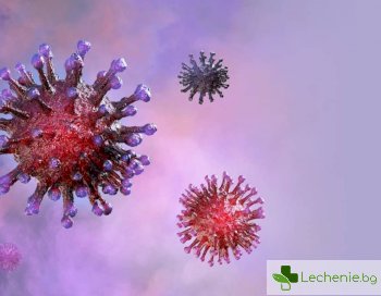 Антитела от сезонен коронавирус предпазват и от COVID-19