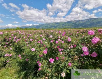 Защо да се възползваме от ползите на българската роза