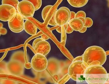 Гъбичка-убиец – идва ли нова пандемия с Candida Auris