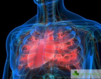 Анатомия на сърдечно-съдовата система