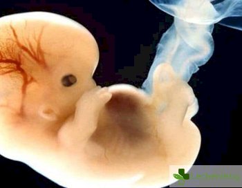 Учени искат генетично да модифицират човешки ембриони