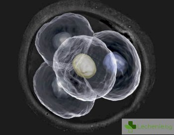 Ранните ембриони с тайнствена еволюция, изненадваща за учените