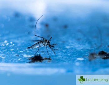До 99% от маларийните комари се унищожават от ГМО гъбичка