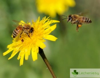 Инсектна алергия – каква трябва да е борбата в сезона на насекомите