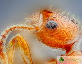Мравки и насекоми - източник на нови лекарства