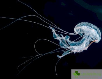 Опарване от медуза