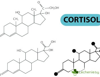 Кортизолът