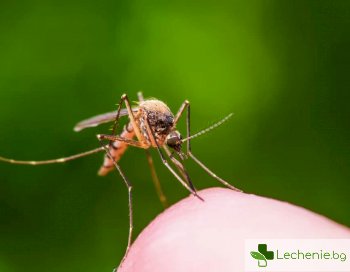 Вече е известно как комарите избират своите жертви
