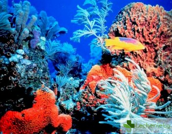 Знаете ли, че красивите корали в аквариумите могат да бъдат отровни?