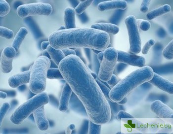 Защо страхът от бактерии е напълно безпочвен