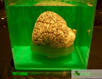 На крачка от безсмъртието - съживиха мозък, замразен на -130 градуса