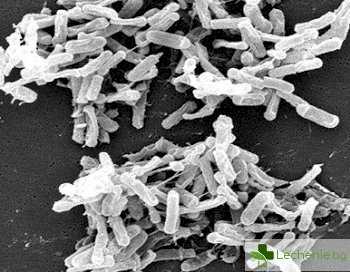 Защо са опасни инфекциите, предизвикани от бактерията Clostridium difficile