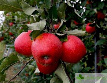 Ябълкова диета - ще ви промени до неузнаваемост