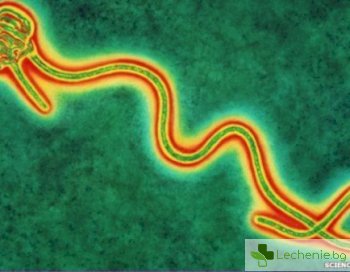 Разкрита е тайната на възникването на вируса Ебола