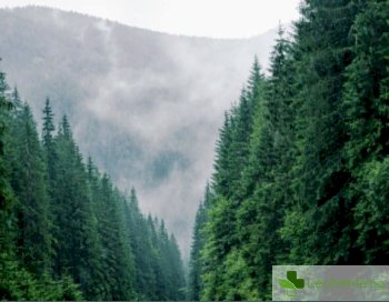 Къпане насред гората - най-ефективният метод за борба със стреса от Япония