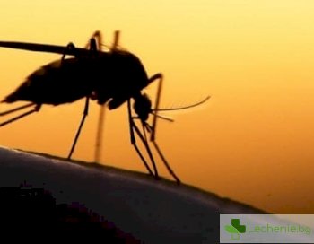 8 средства срещу комари - какво е ефективно и кое безполезно