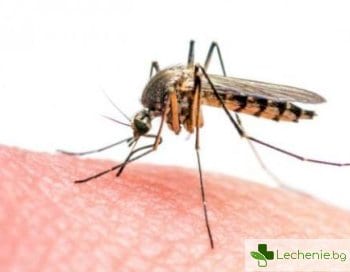 Ефектът на пеперудата - какво ще се случи, ако унищожим напълно комарите