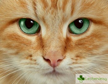 Американски учени препоръчват разстроените хора да гледат клипове с котки