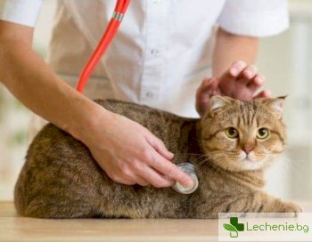 Топ 5 котешки заболявания опасни за човека