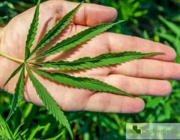 Марихуаната действа обезболяващо само на мъжете, но не и на жените