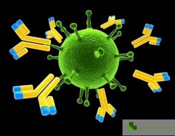 Какво представляват имуноглобулините и защо са толкова важни