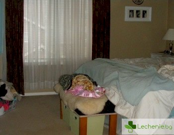 Мръсната спалня - основната причина за епидемията от алергични заболявания?