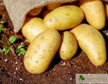 Отравяне с картофи - соланин