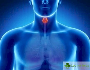 Щитовидната жлеза и нейното значение за вашето здраве
