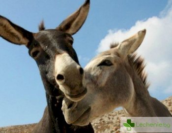 Ето защо е пълна глупост да се кълнем във вечна любов