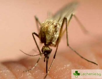Малария - защо само през лятото