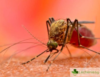 Маларийните комари с белтък, който може да им осигури безсмъртие