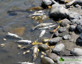 Мъртва риба в Марица, опасност от отравяне на питейната вода