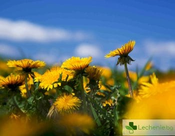 билки за пречистване на кръвта