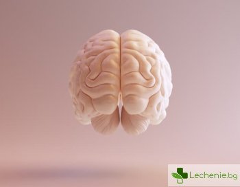Как мозъкът може да се съживи след смъртта