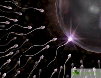 5 любопитни факта за сперматозоидите