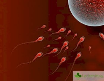 Мъжете с нормална сперма живеят по-дълго.