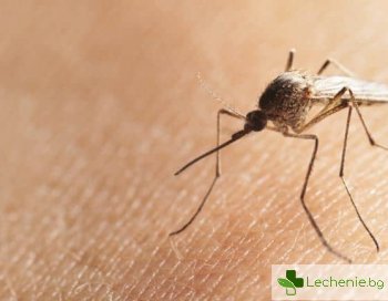 Как да избегнем досадните комари