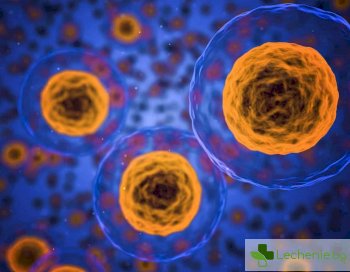 Какво представлява цитоплазма и каква е функцията ѝ