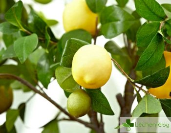 Лимони - трябва ли да ги консумираме повече през есента