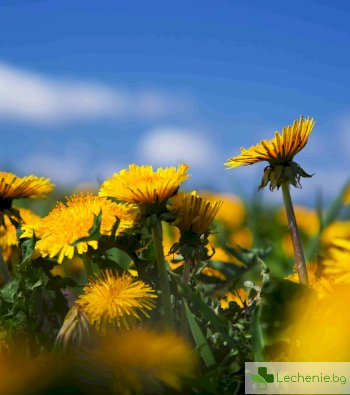 билки за пречистване на кръвта