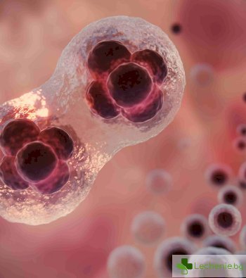 Същност на некрозата