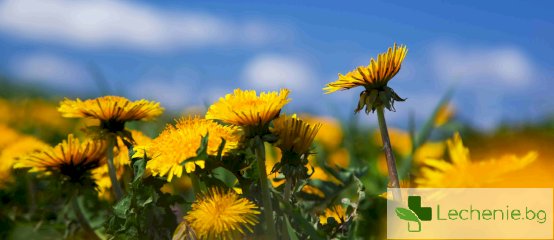 билки за пречистване на кръвта