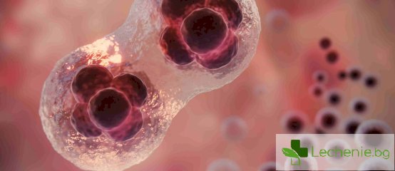 Същност на некрозата