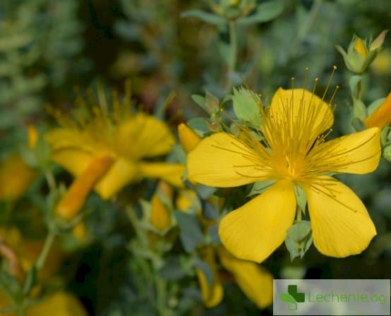 Жълт кантарион - помага ли за отделяне на хормон на щастието