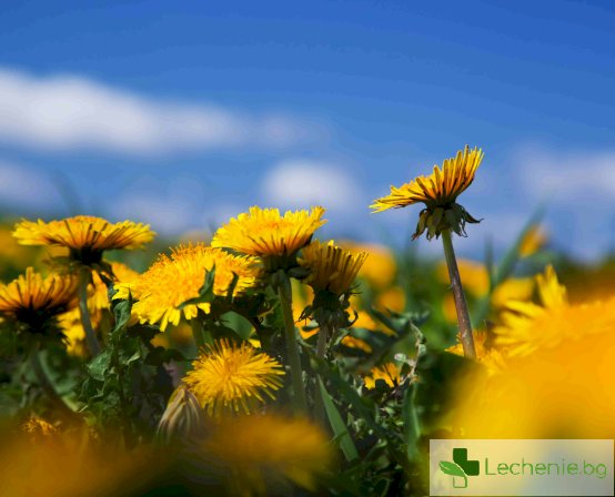 билки за пречистване на кръвта